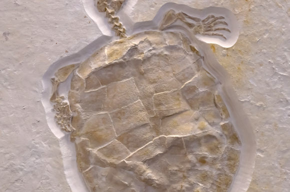 Tortue fossile (vue d'ensemble)